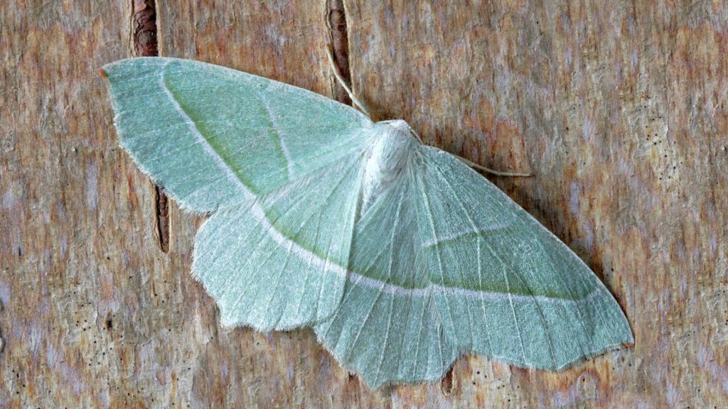 Les Insectes Indésirables dans la maison et comment s'en protéger efficacement